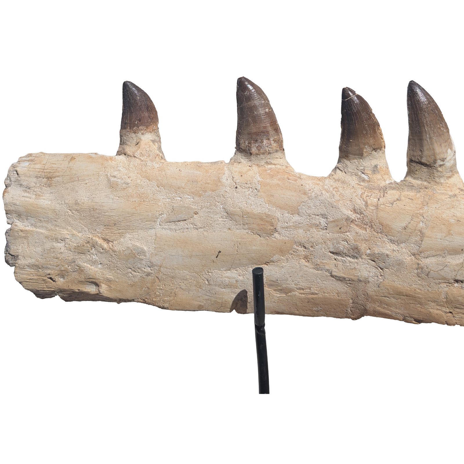Prehistoric Mosasaur Fossil Specimen Display Natural History Museum Quality Prehistoric Mosasaur Fossil Specimen Display Natural History Museum Quality - Image 9