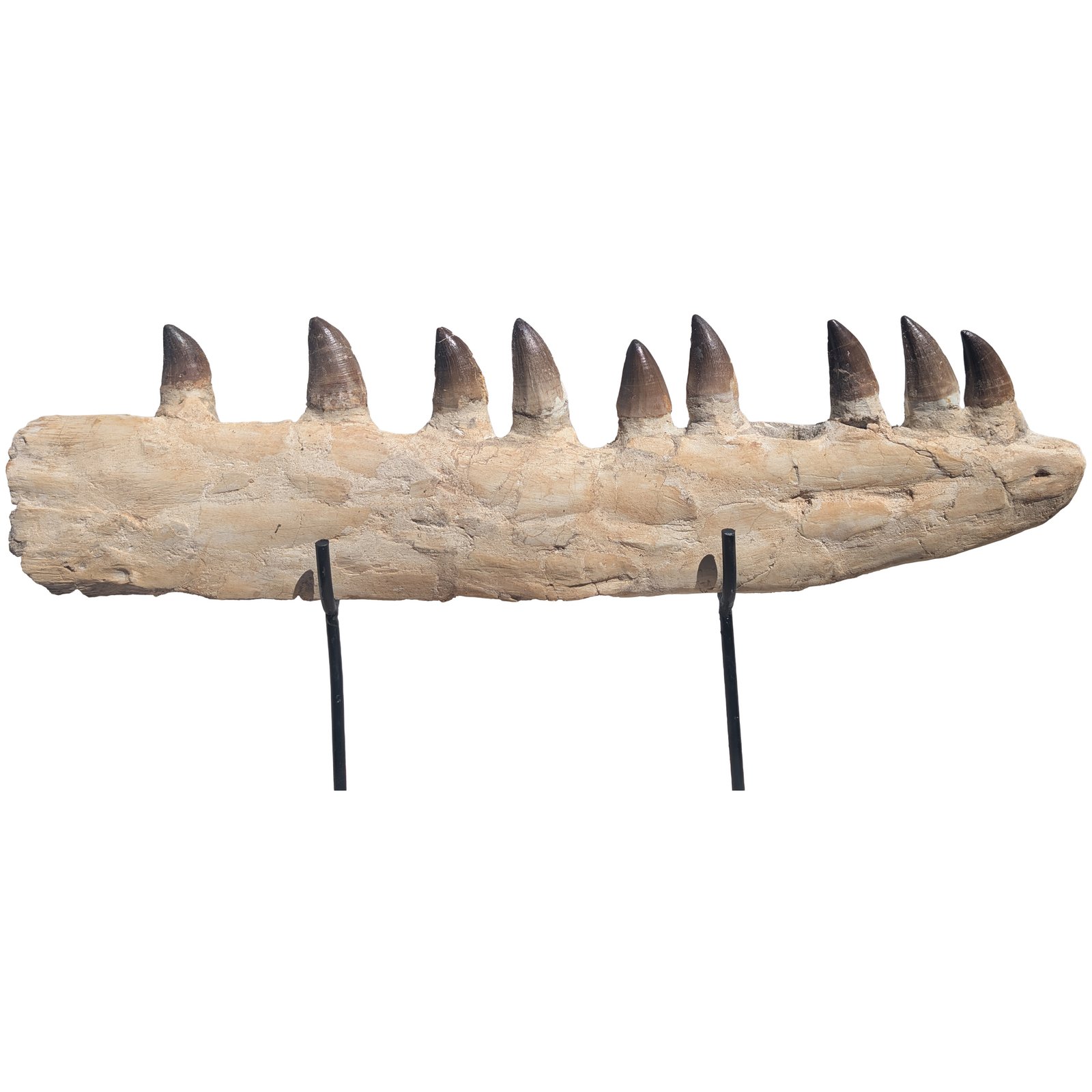 Prehistoric Mosasaur Fossil Specimen Display Natural History Museum Quality Prehistoric Mosasaur Fossil Specimen Display Natural History Museum Quality - Image 10