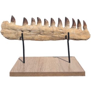 Mosasaur Jaw Fossil Morocco Authentic Cretaceous Marine Reptile Specimen