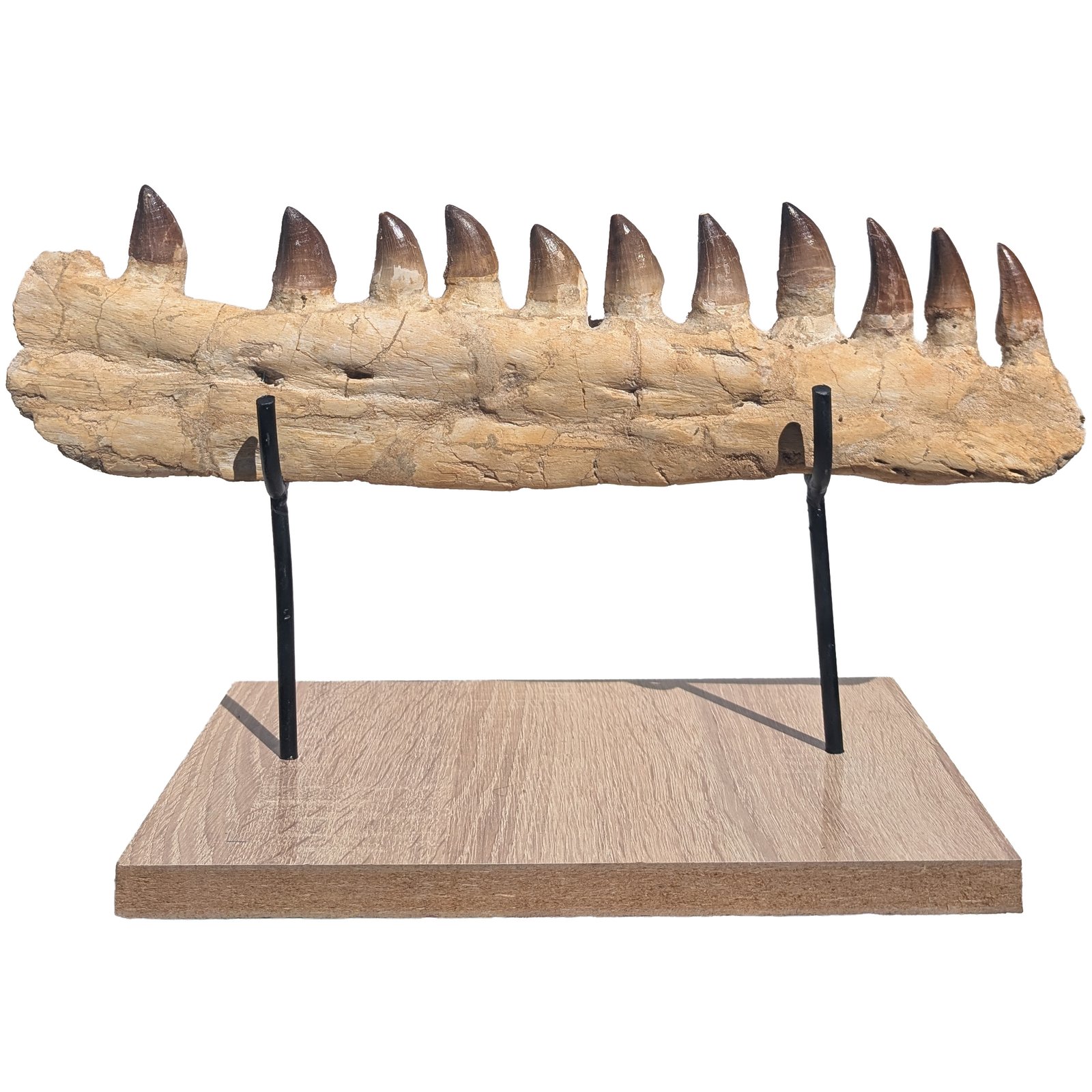 Mosasaur Jaw Fossil Morocco Authentic Cretaceous Marine Reptile Specimen Mosasaur Jaw Fossil Morocco Authentic Cretaceous Marine Reptile Specimen