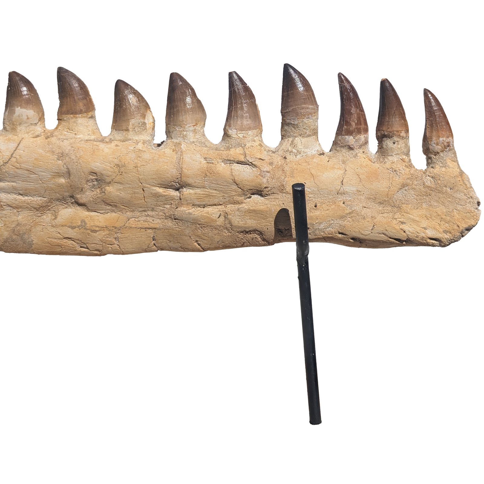 Mosasaur Jaw Fossil Morocco Authentic Cretaceous Marine Reptile Specimen Mosasaur Jaw Fossil Morocco Authentic Cretaceous Marine Reptile Specimen - Image 2