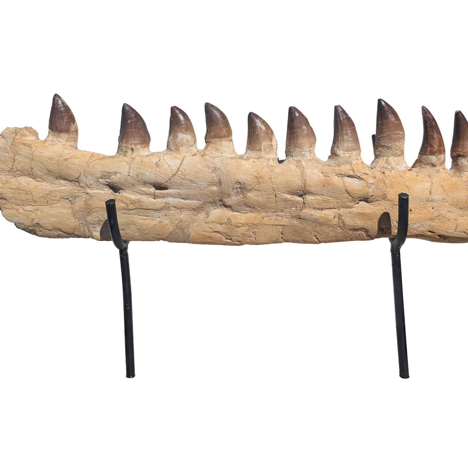 Mosasaur Jaw Fossil Morocco Authentic Cretaceous Marine Reptile Specimen Mosasaur Jaw Fossil Morocco Authentic Cretaceous Marine Reptile Specimen - Image 3