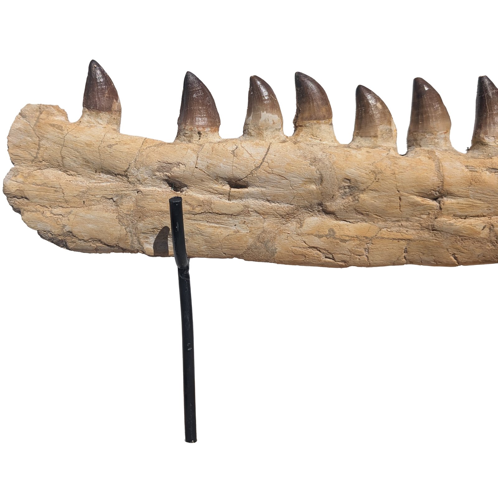 Mosasaur Jaw Fossil Morocco Authentic Cretaceous Marine Reptile Specimen Mosasaur Jaw Fossil Morocco Authentic Cretaceous Marine Reptile Specimen - Image 4