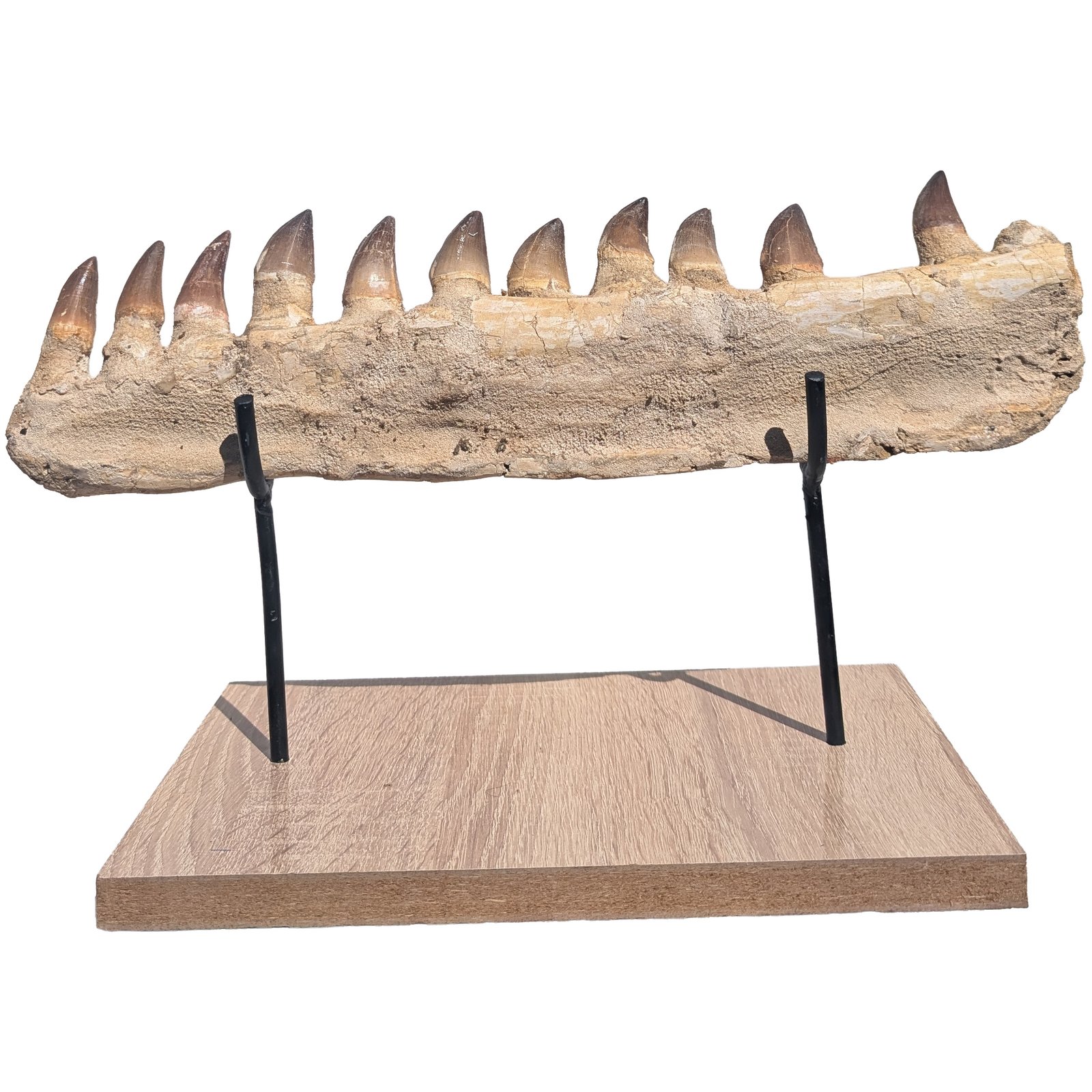 Mosasaur Jaw Fossil Morocco Authentic Cretaceous Marine Reptile Specimen Mosasaur Jaw Fossil Morocco Authentic Cretaceous Marine Reptile Specimen - Image 5