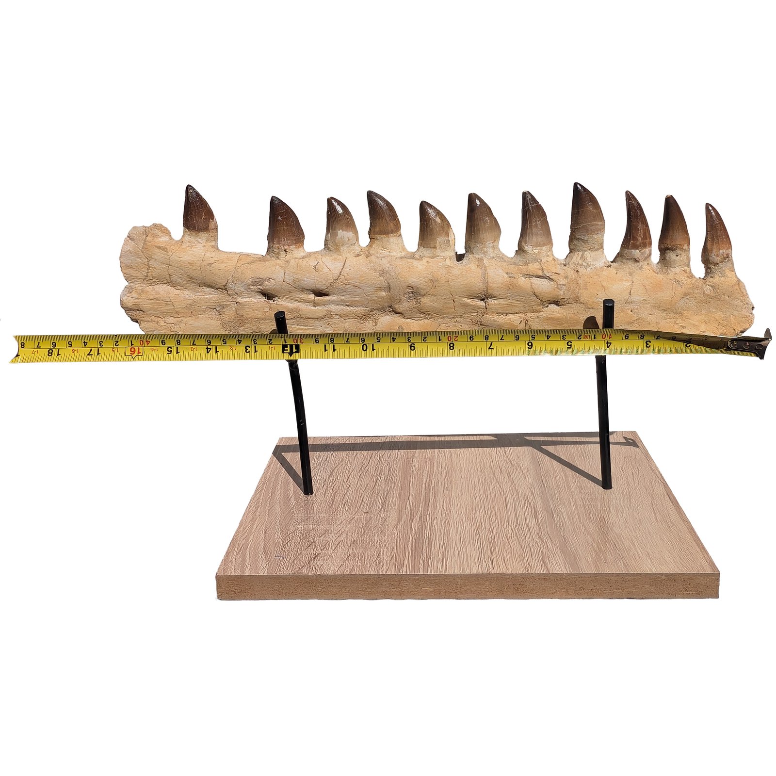 Mosasaur Jaw Fossil Morocco Authentic Cretaceous Marine Reptile Specimen Mosasaur Jaw Fossil Morocco Authentic Cretaceous Marine Reptile Specimen - Image 6