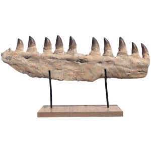 Mosasaur Jaw Large Display Fossil Prehistoric Marine Reptile Exhibit Piece