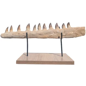 Verified Mosasaur Jaw Fossil – Real – 53.5 cm - complete jaw section with teeth in place