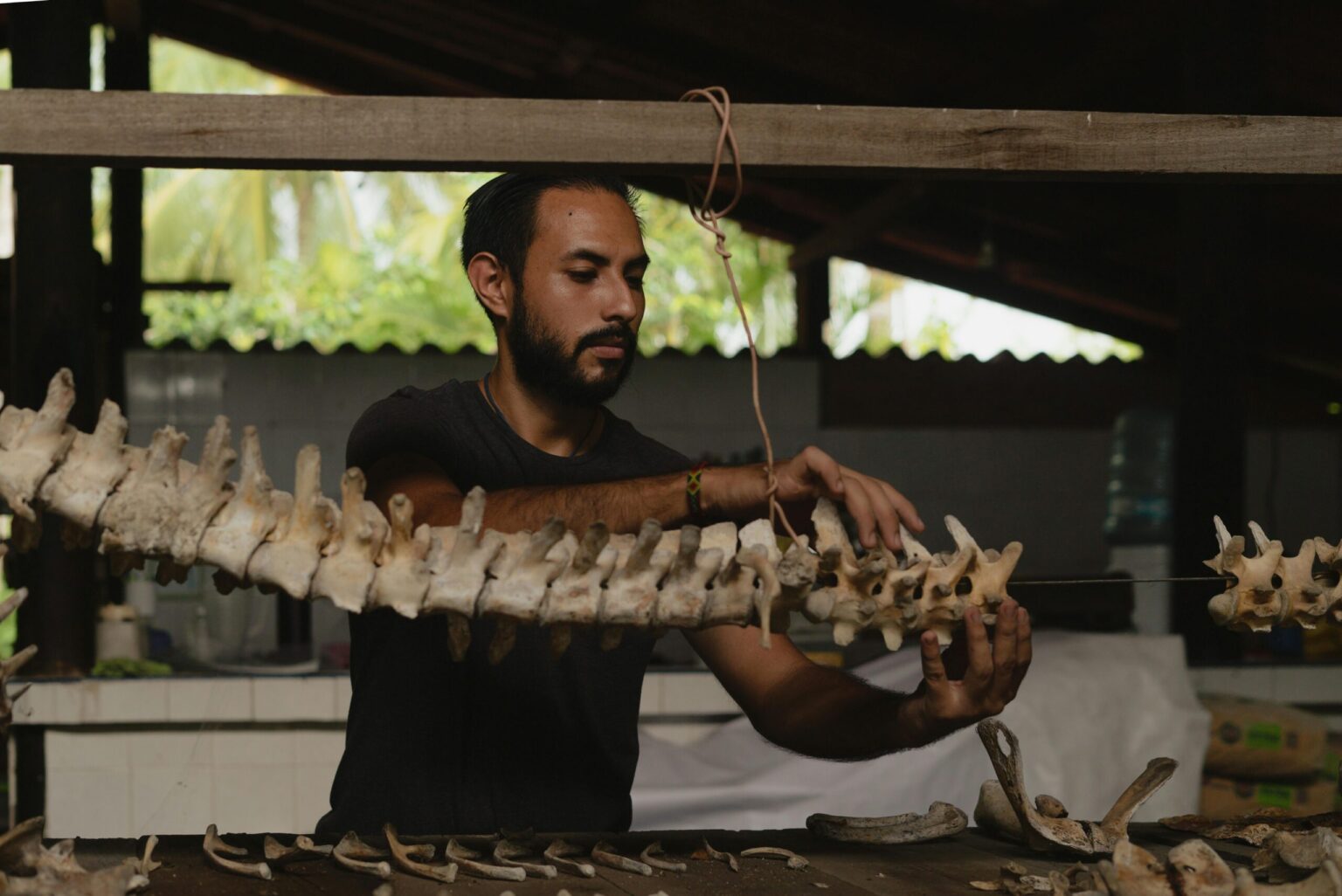 A paleontologist carefully examines a reptile skeleton structure indoors.