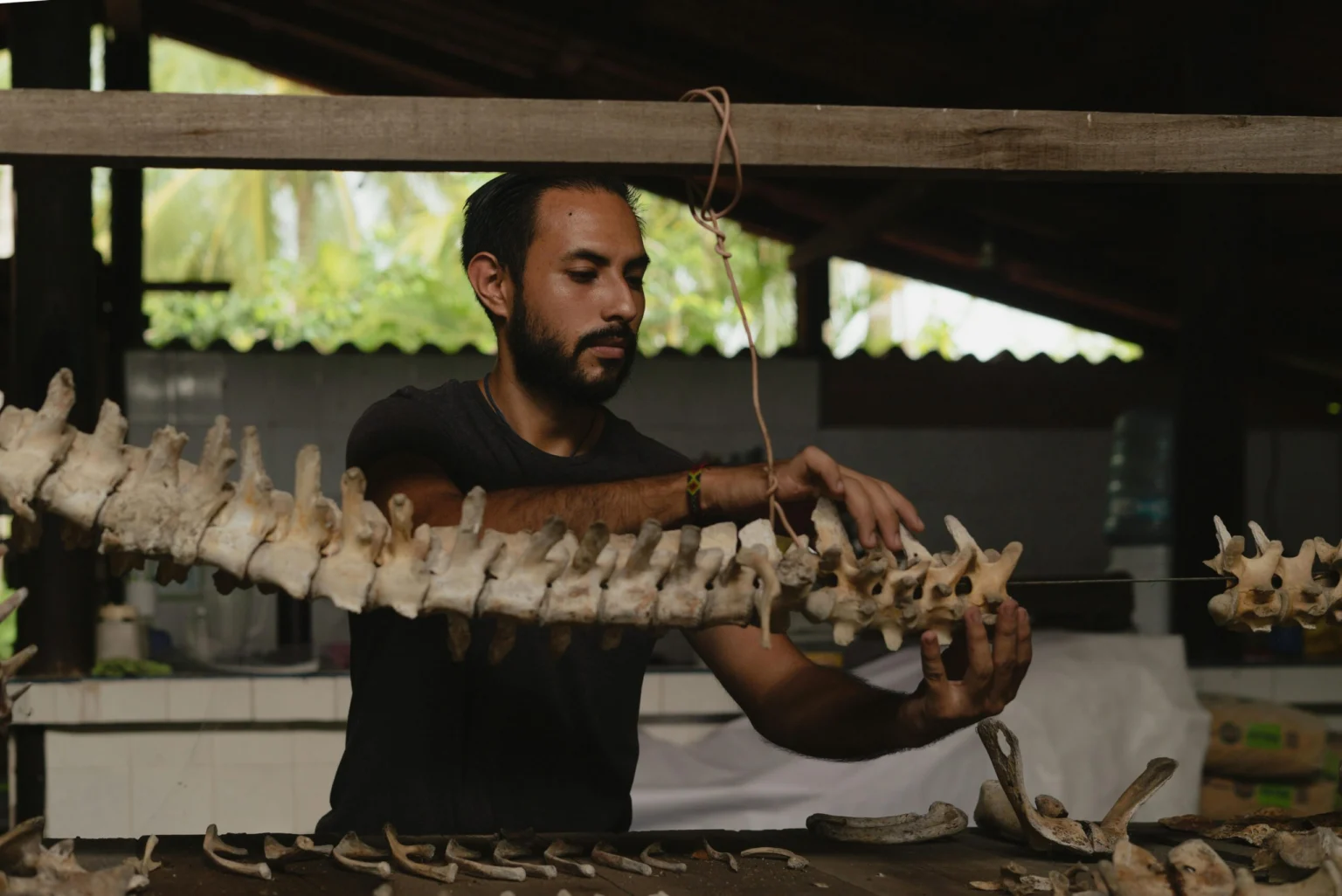 A paleontologist carefully examines a reptile skeleton structure indoors.