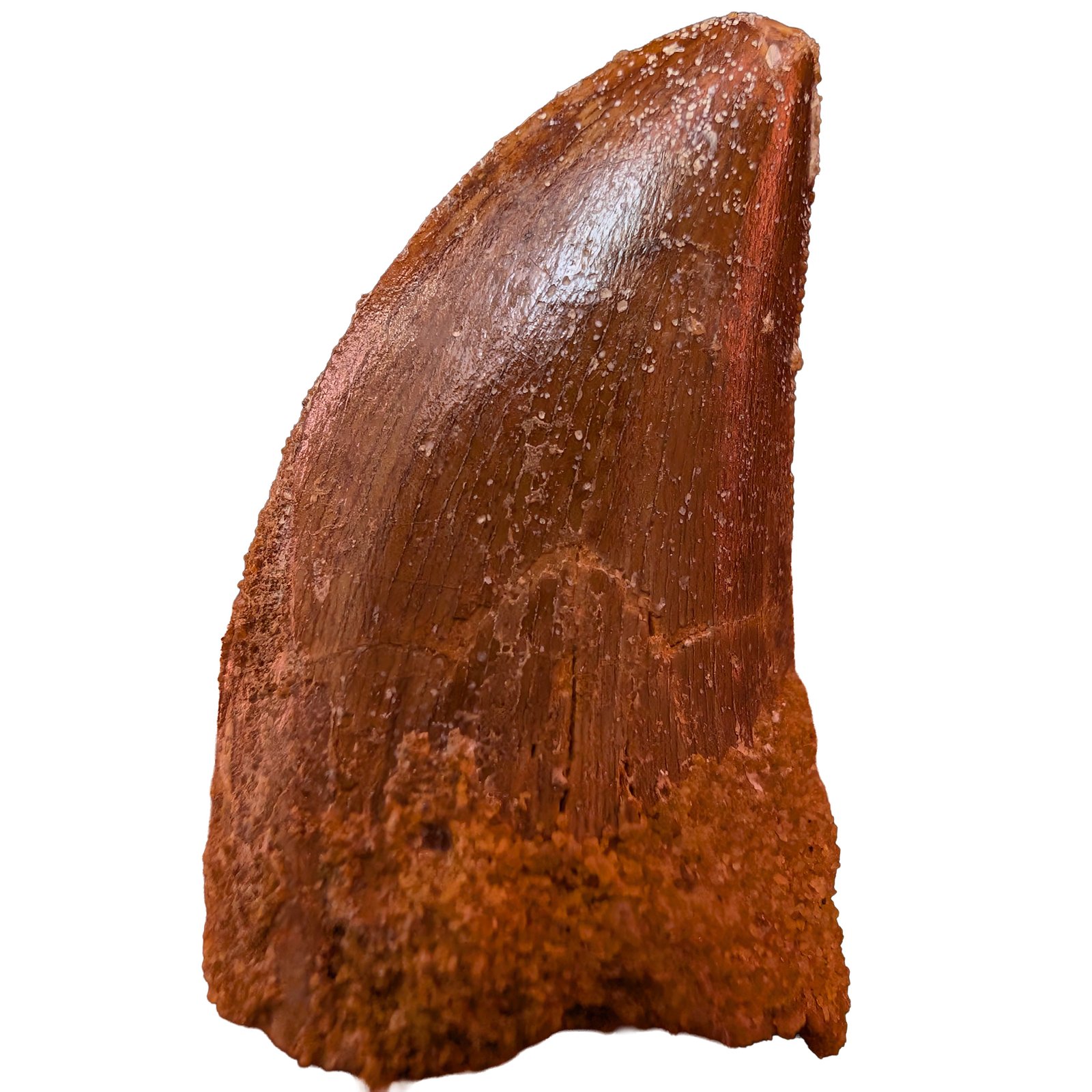 Morocco Cretaceous Fossil Authentic Carcharodontosaurus Fossil Tooth Morocco Cretaceous Fossil Authentic Carcharodontosaurus Fossil Tooth