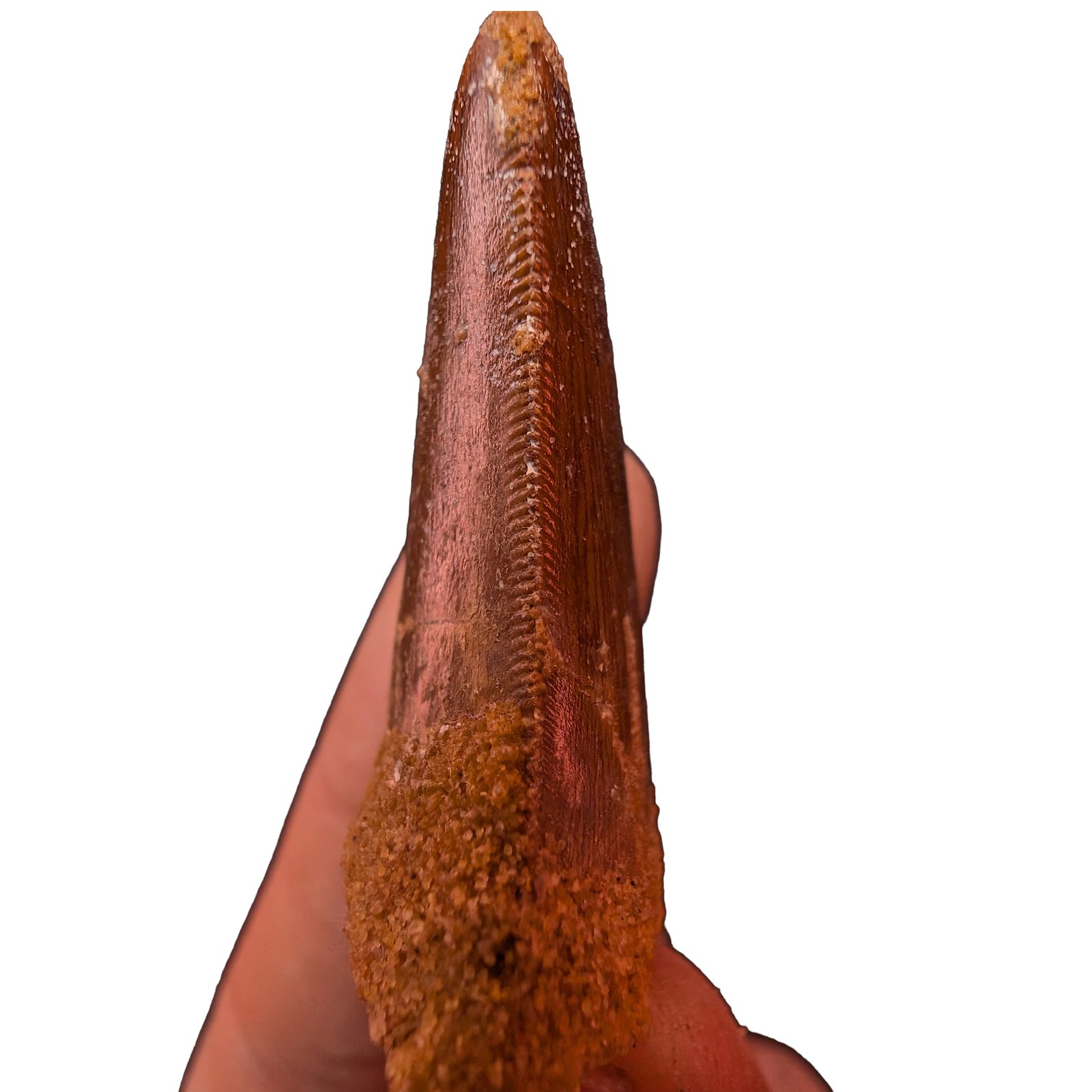 Morocco Cretaceous Fossil Authentic Carcharodontosaurus Fossil Tooth Morocco Cretaceous Fossil Authentic Carcharodontosaurus Fossil Tooth - Image 2