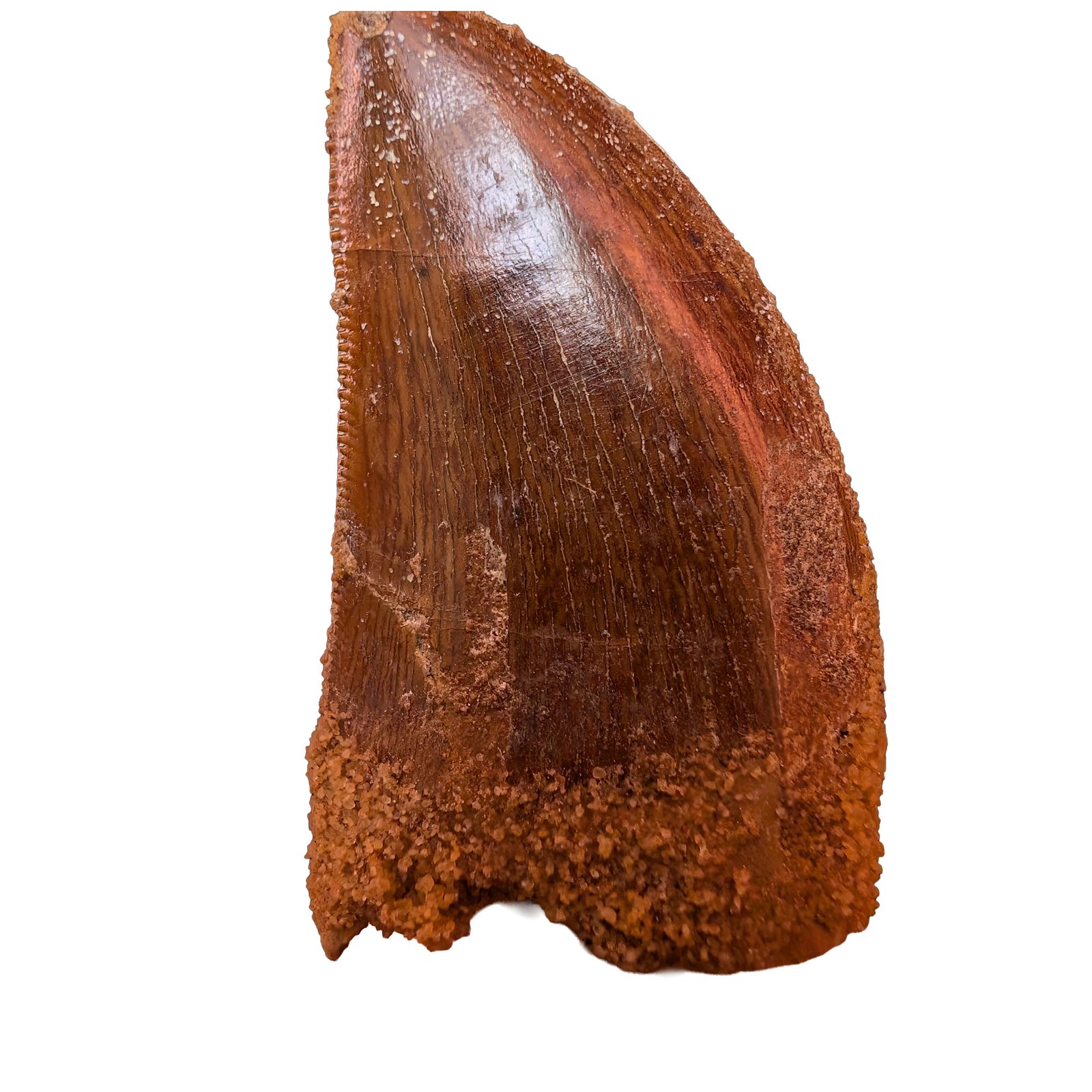 Morocco Cretaceous Fossil Authentic Carcharodontosaurus Fossil Tooth Morocco Cretaceous Fossil Authentic Carcharodontosaurus Fossil Tooth - Image 3
