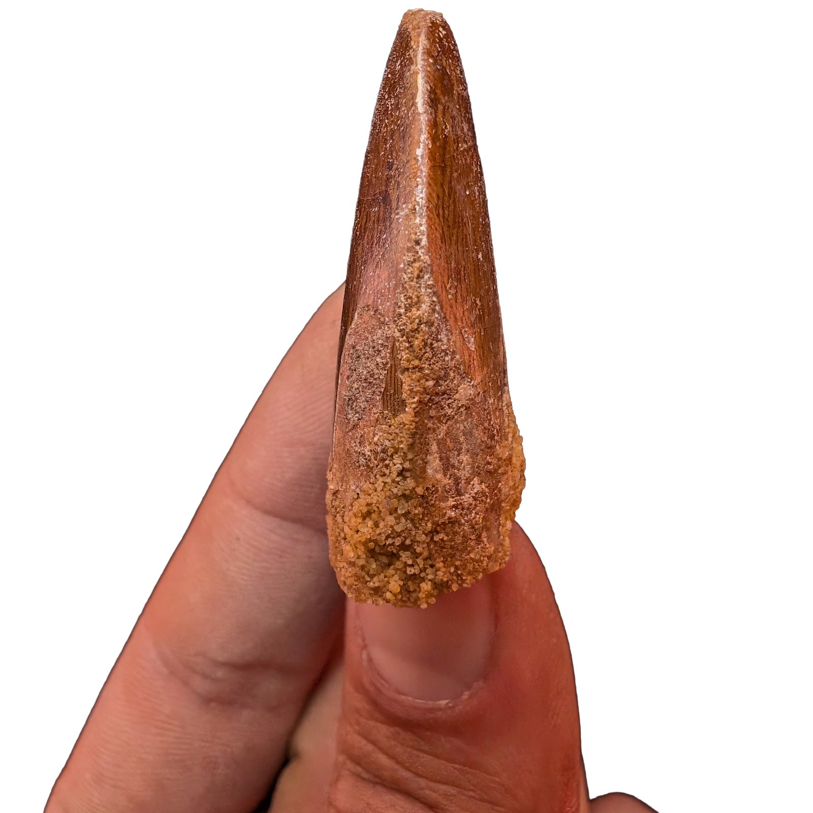 Morocco Cretaceous Fossil Authentic Carcharodontosaurus Fossil Tooth Morocco Cretaceous Fossil Authentic Carcharodontosaurus Fossil Tooth - Image 4