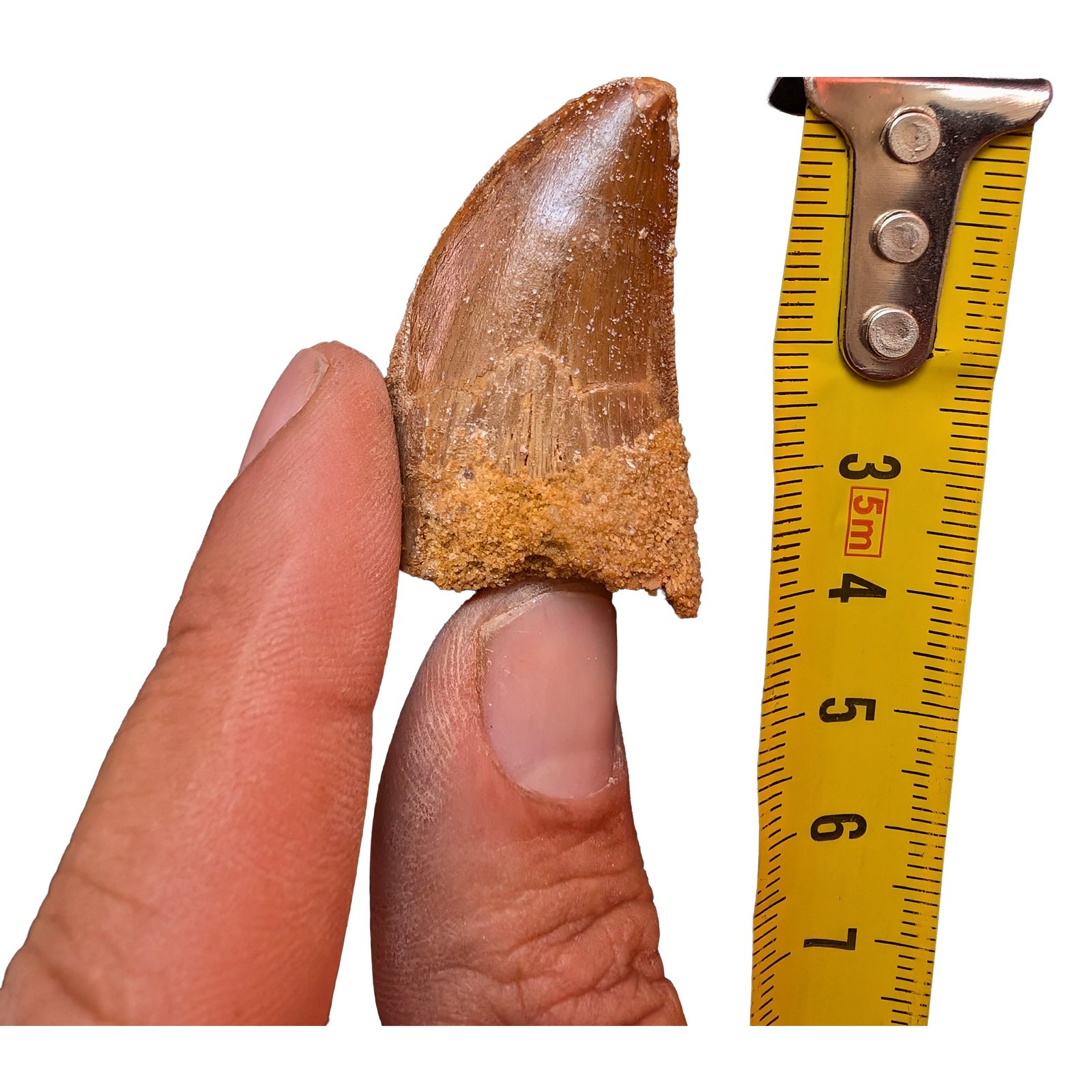 Morocco Cretaceous Fossil Authentic Carcharodontosaurus Fossil Tooth Morocco Cretaceous Fossil Authentic Carcharodontosaurus Fossil Tooth - Image 5