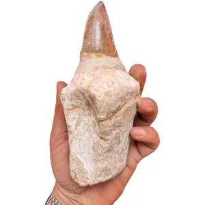 Authentic Rooted Mosasaur Teeth – 5 Genuine Marine Reptile Fossils - complete fossil specimen
