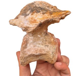 Home Authentic Spinosaurus Fossil Vertebrae Cretaceous Morocco Dinosaur Bone