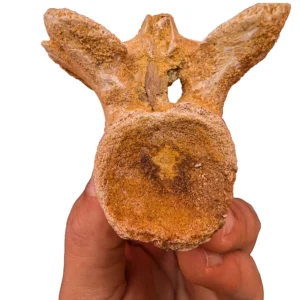 Cretaceous Dinosaur Fossil Authentic Spinosaurus Vertebrae Morocco