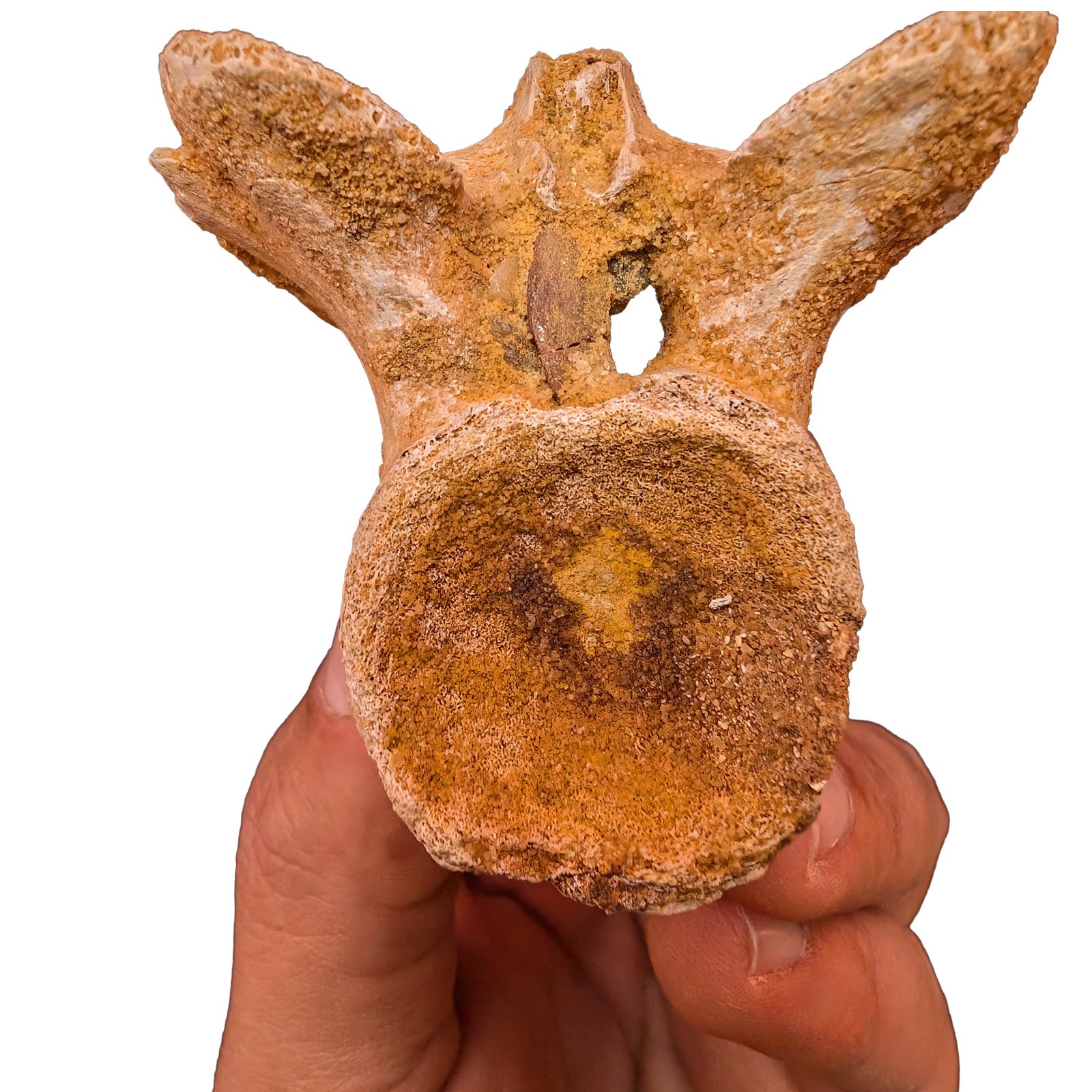 Cretaceous Dinosaur Fossil Authentic Spinosaurus Vertebrae Morocco Cretaceous Dinosaur Fossil Authentic Spinosaurus Vertebrae Morocco