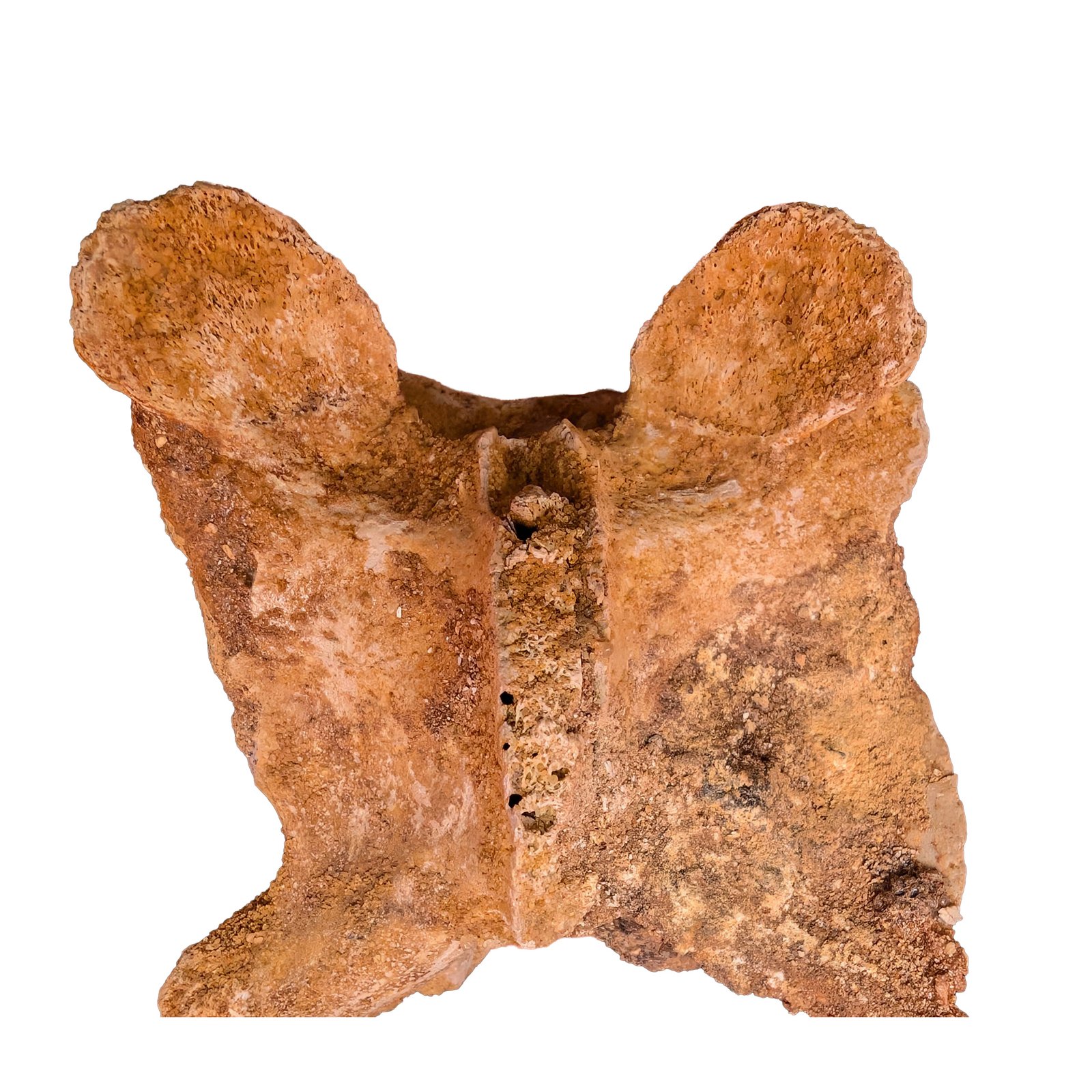 Cretaceous Dinosaur Fossil Authentic Spinosaurus Vertebrae Morocco Cretaceous Dinosaur Fossil Authentic Spinosaurus Vertebrae Morocco - Image 5