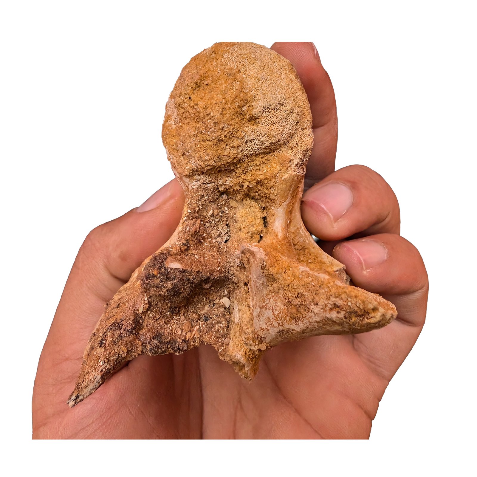 Cretaceous Dinosaur Fossil Authentic Spinosaurus Vertebrae Morocco Cretaceous Dinosaur Fossil Authentic Spinosaurus Vertebrae Morocco - Image 3