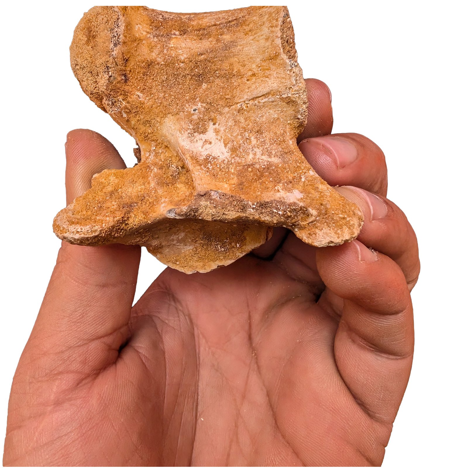 Cretaceous Dinosaur Fossil Authentic Spinosaurus Vertebrae Morocco Cretaceous Dinosaur Fossil Authentic Spinosaurus Vertebrae Morocco - Image 4