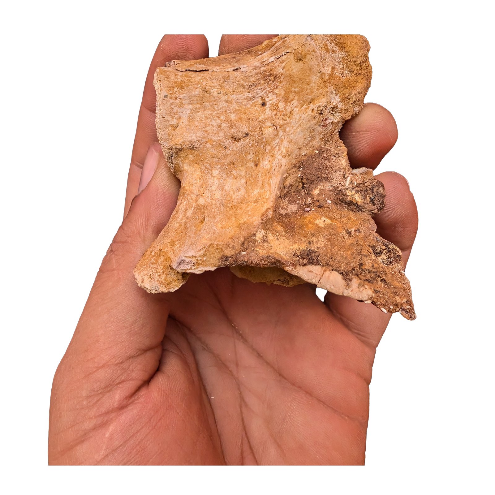 Cretaceous Dinosaur Fossil Authentic Spinosaurus Vertebrae Morocco Cretaceous Dinosaur Fossil Authentic Spinosaurus Vertebrae Morocco - Image 2