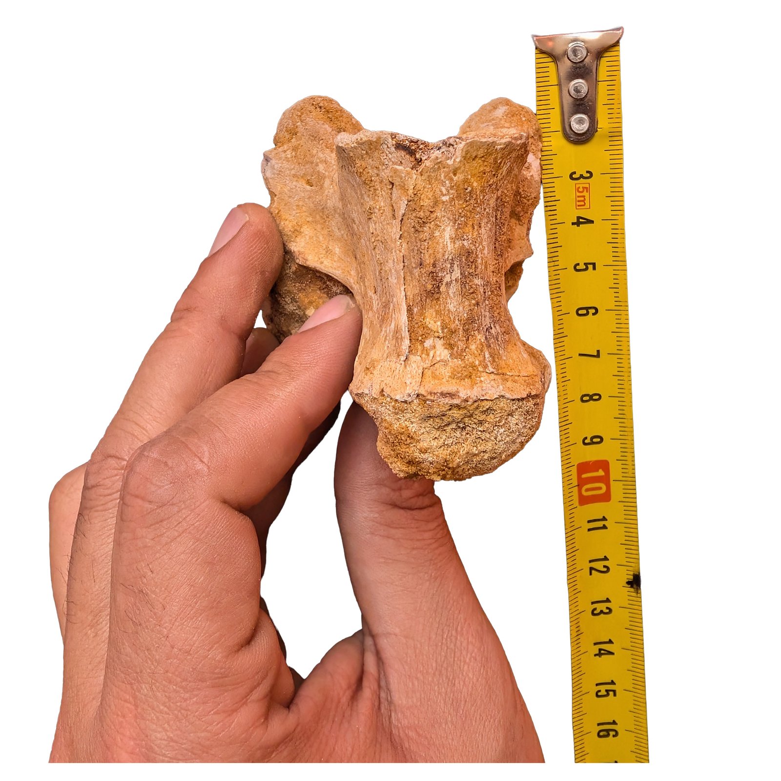 Cretaceous Dinosaur Fossil Authentic Spinosaurus Vertebrae Morocco Cretaceous Dinosaur Fossil Authentic Spinosaurus Vertebrae Morocco - Image 7