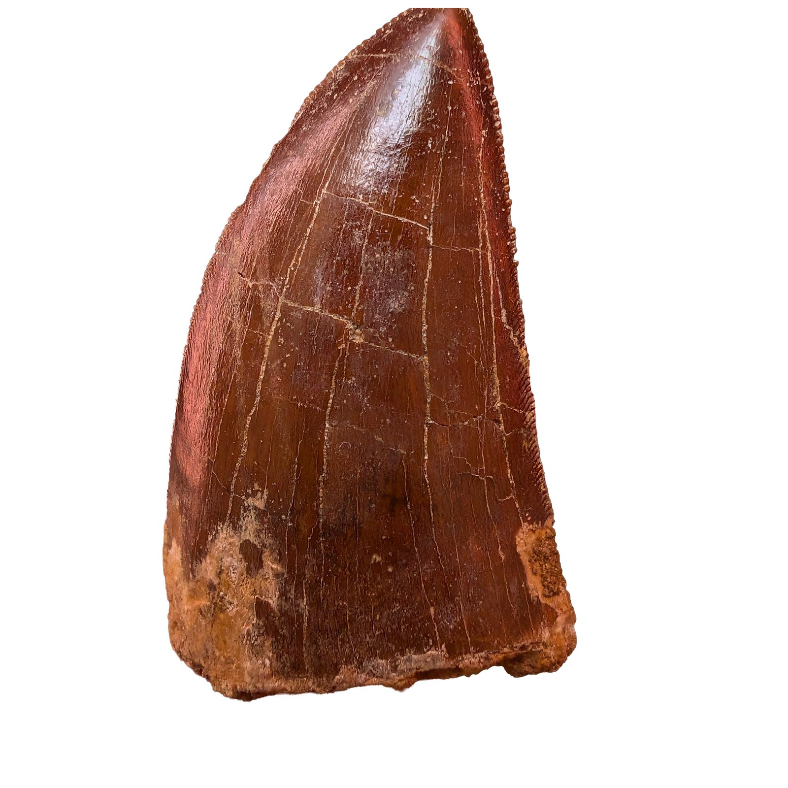 Carcharodontosaurus Predator Fossil Morocco Cretaceous Dinosaur Tooth Carcharodontosaurus Predator Fossil Morocco Cretaceous Dinosaur Tooth