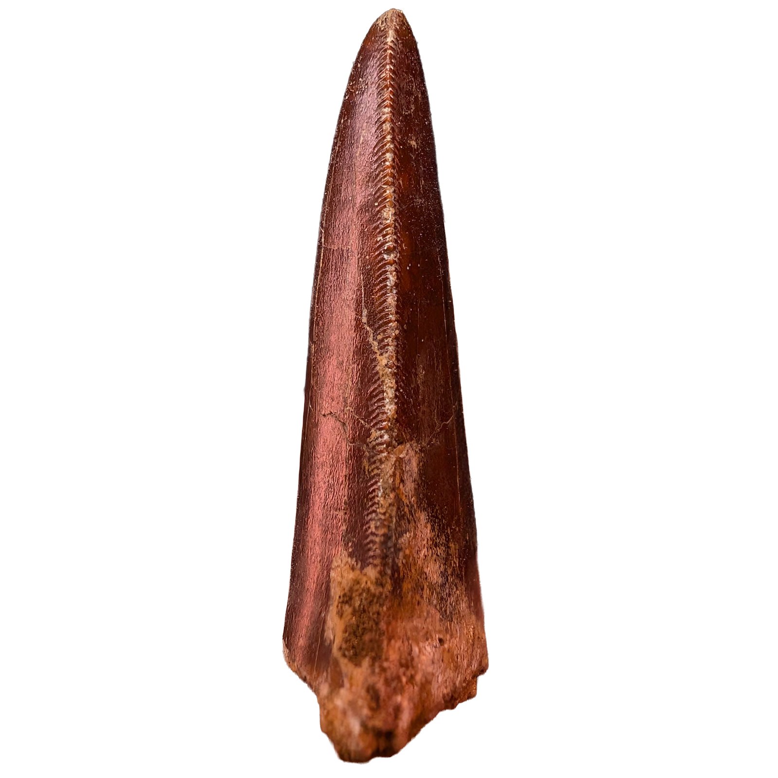 Carcharodontosaurus Predator Fossil Morocco Cretaceous Dinosaur Tooth Carcharodontosaurus Predator Fossil Morocco Cretaceous Dinosaur Tooth - Image 3