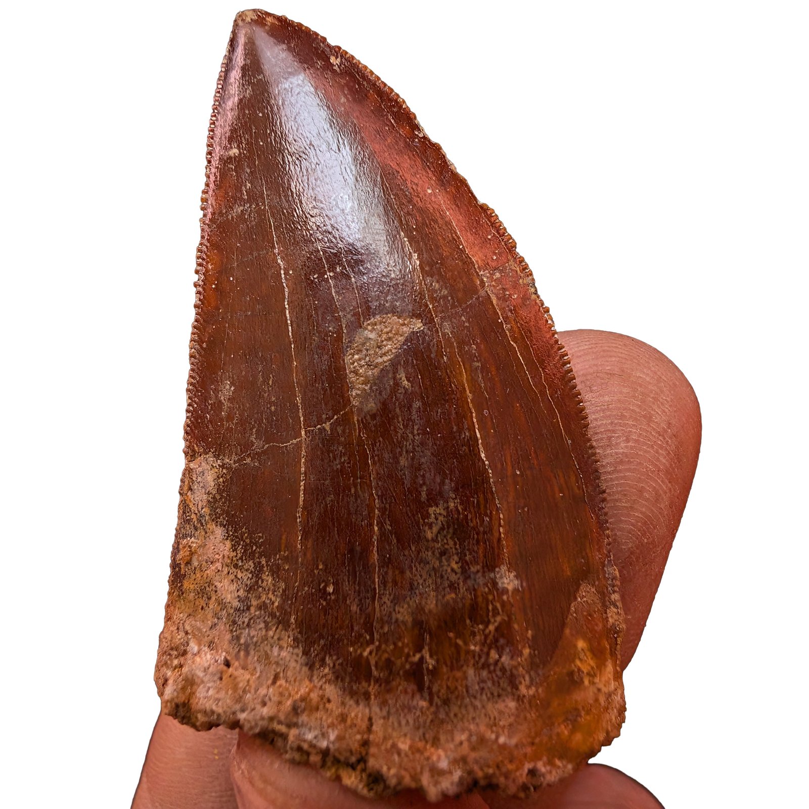 Carcharodontosaurus Predator Fossil Morocco Cretaceous Dinosaur Tooth Carcharodontosaurus Predator Fossil Morocco Cretaceous Dinosaur Tooth - Image 4