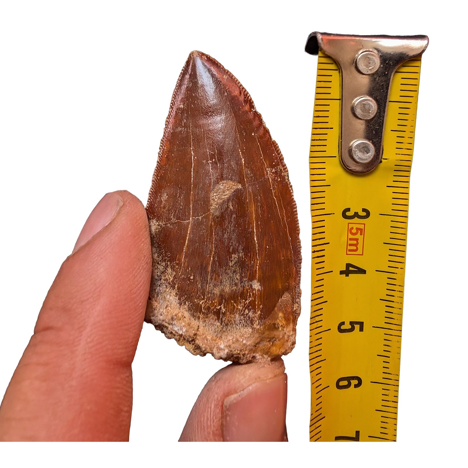 Carcharodontosaurus Predator Fossil Morocco Cretaceous Dinosaur Tooth Carcharodontosaurus Predator Fossil Morocco Cretaceous Dinosaur Tooth - Image 6