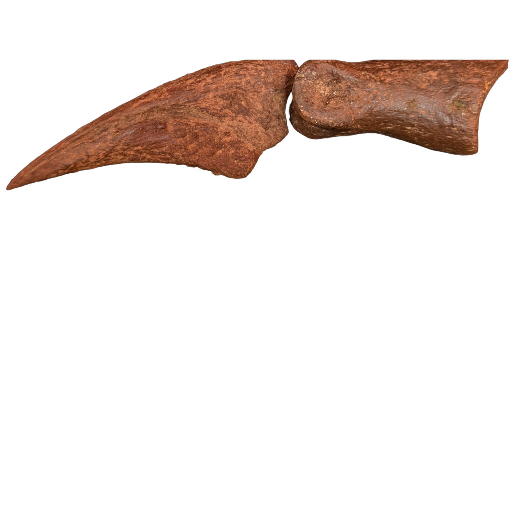 Spinosaurus claws