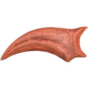 Claw Authentic Spinosaurus Fossil Cretaceous Morocco Dinosaur Specimen