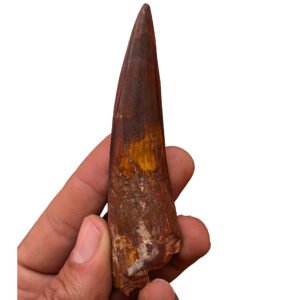 Cretaceous Spinosaurus Tooth Fossil Authentic Dinosaur Specimen Collector