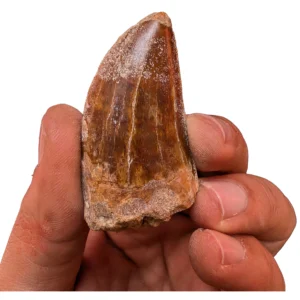 Genuine Carcharodontosaurus Tooth Find – 5 cm - complete tooth with intact root