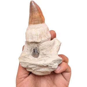 Genuine Rooted Mosasaur Teeth – 14 cm – Specimen - close-up view of surface detail