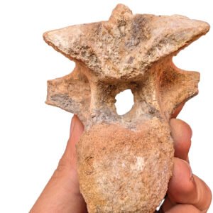 Home Natural Dinosaur Fossil Genuine Spinosaurus Vertebrae Morocco