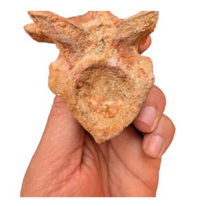 Home Genuine Spinosaurus Vertebrae Morocco Dinosaur Fossil Authentic Specimen