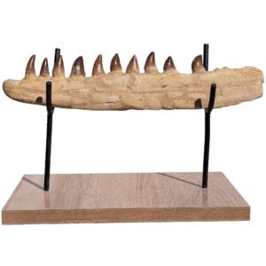 Home Authentic Fossil Jaw Moroccan Mosasaur Display Marine Reptile Teeth