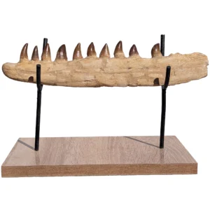 Jaw Moroccan Mosasaur Display – 34 cm - complete jaw section with teeth in place