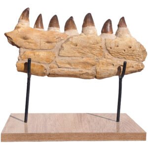 Fossil Marine Reptile Teeth Display Moroccan Mosasaur Jaw Specimen