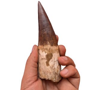 Moroccan Spinosaurus Tooth Specimen authentic Cretaceous dinosaur fossil from Kem Kem Basin