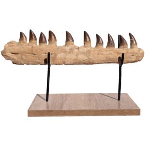 Mosasaur Collector Fossil Morocco Authentic Marine Reptile Cretaceous Find