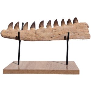 Mosasaur Exhibit Jaw Display Fossil Marine Reptile Specimen Cretaceous