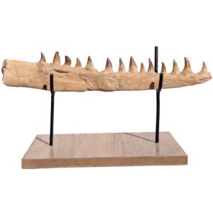 Mosasaur Jaw Display Piece Fossil Marine Reptile Specimen Cretaceous