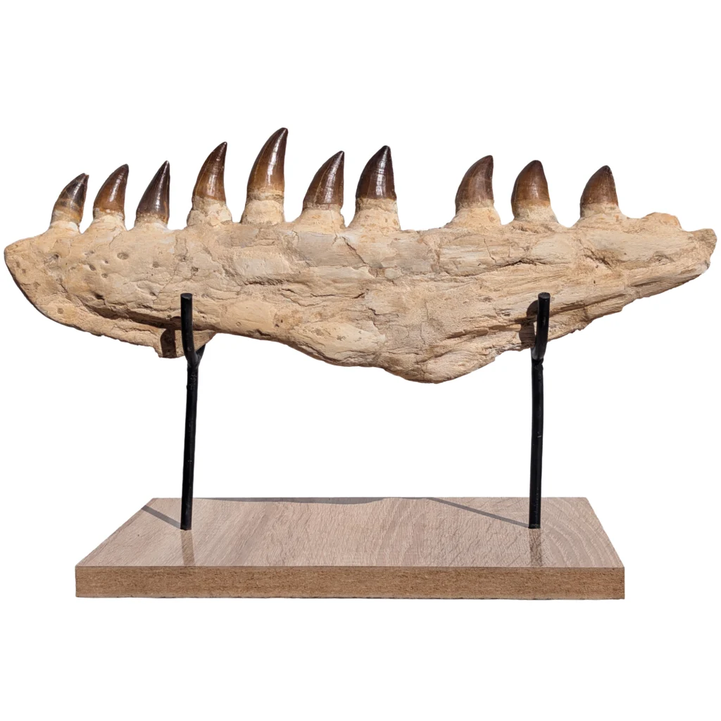 Mosasaurus Jaw
