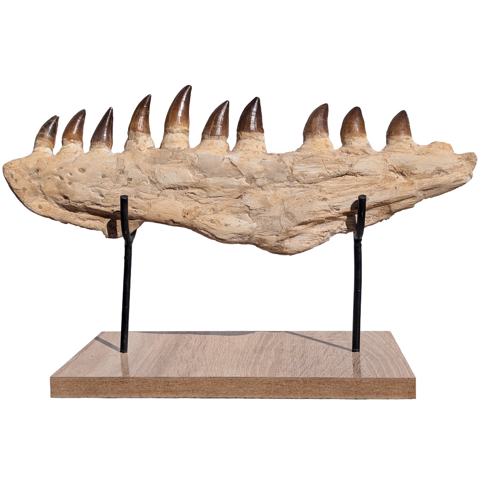 Mosasaur Jaw Find Display Authentic Marine Reptile Fossil Cretaceous Mosasaur Jaw Find Display Authentic Marine Reptile Fossil Cretaceous
