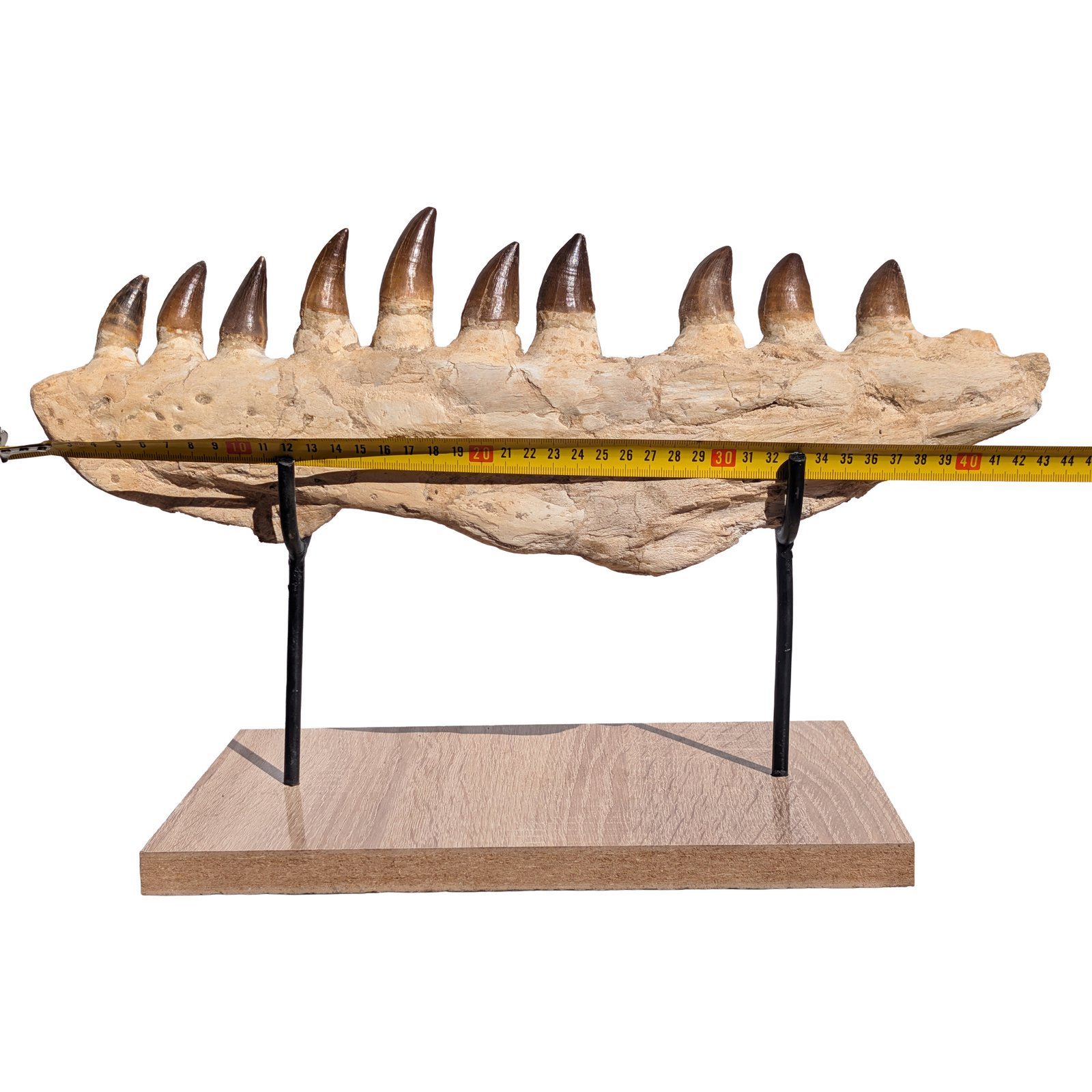 Mosasaur Jaw Find Display Authentic Marine Reptile Fossil Cretaceous Mosasaur Jaw Find Display Authentic Marine Reptile Fossil Cretaceous - Image 11