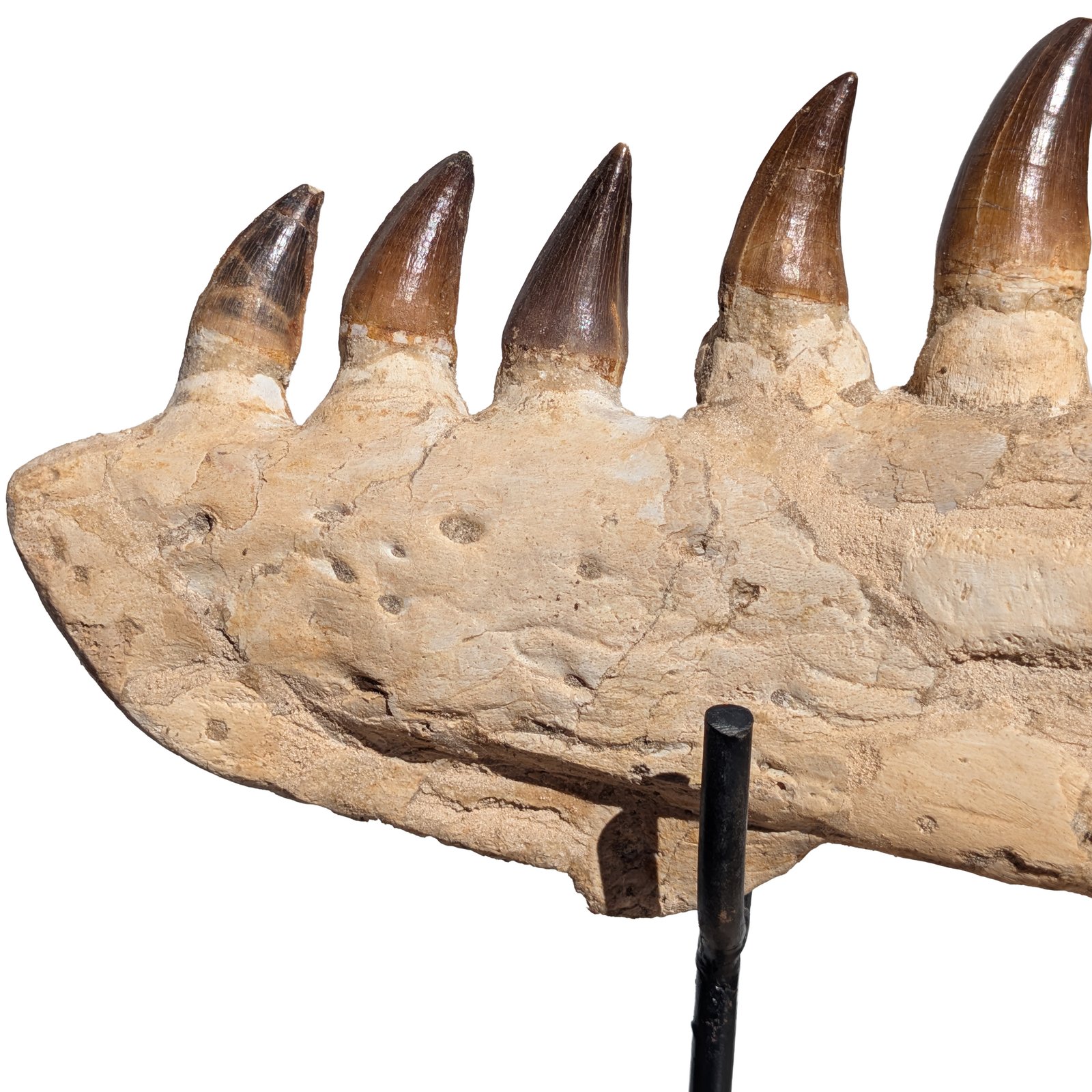Mosasaur Jaw Find Display Authentic Marine Reptile Fossil Cretaceous Mosasaur Jaw Find Display Authentic Marine Reptile Fossil Cretaceous - Image 3