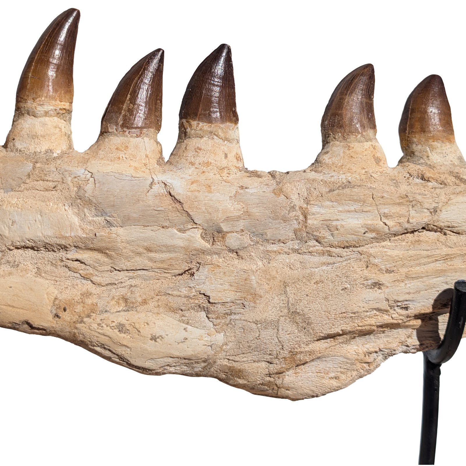 Mosasaur Jaw Find Display Authentic Marine Reptile Fossil Cretaceous Mosasaur Jaw Find Display Authentic Marine Reptile Fossil Cretaceous - Image 4
